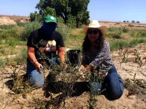 Planting a Baja fairy duster