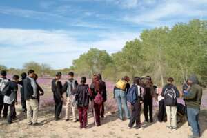 Identification of Desert Verbena