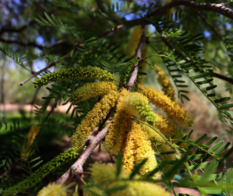 Native tree blooming