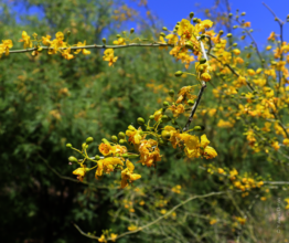 Native tree blooming