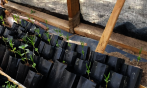 Desert Willow seedlings propagated by the students