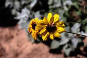 Rocio flower in the Pollinators garden.