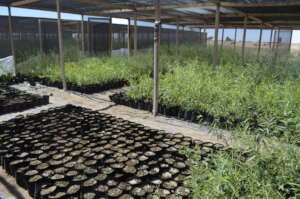 Native plants nursery