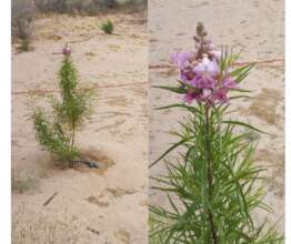 Desert Willow at its first blooming