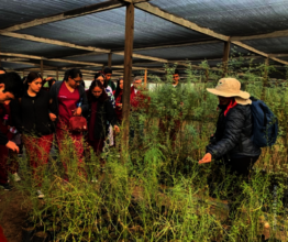 Learning about native plants