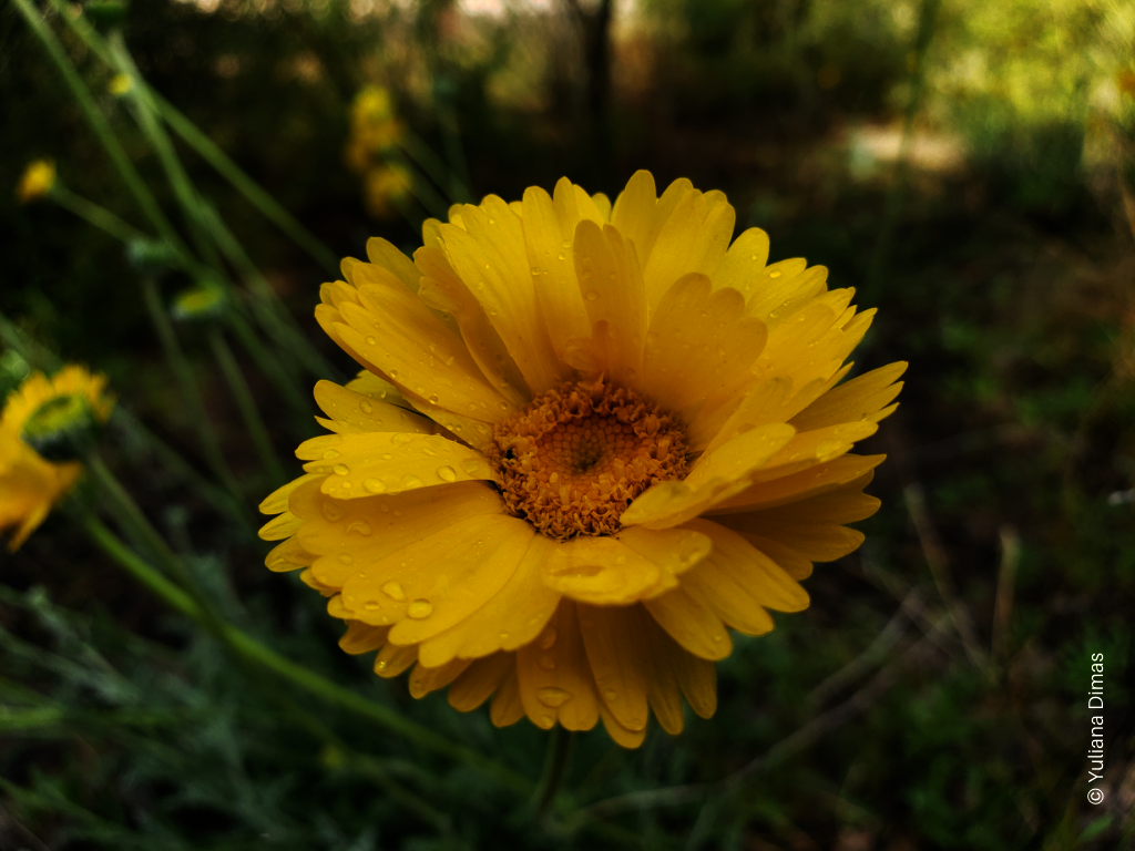 Let's restore the Colorado River Delta