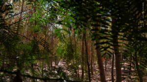 Woods at the Miguel Aleman Restoration Site