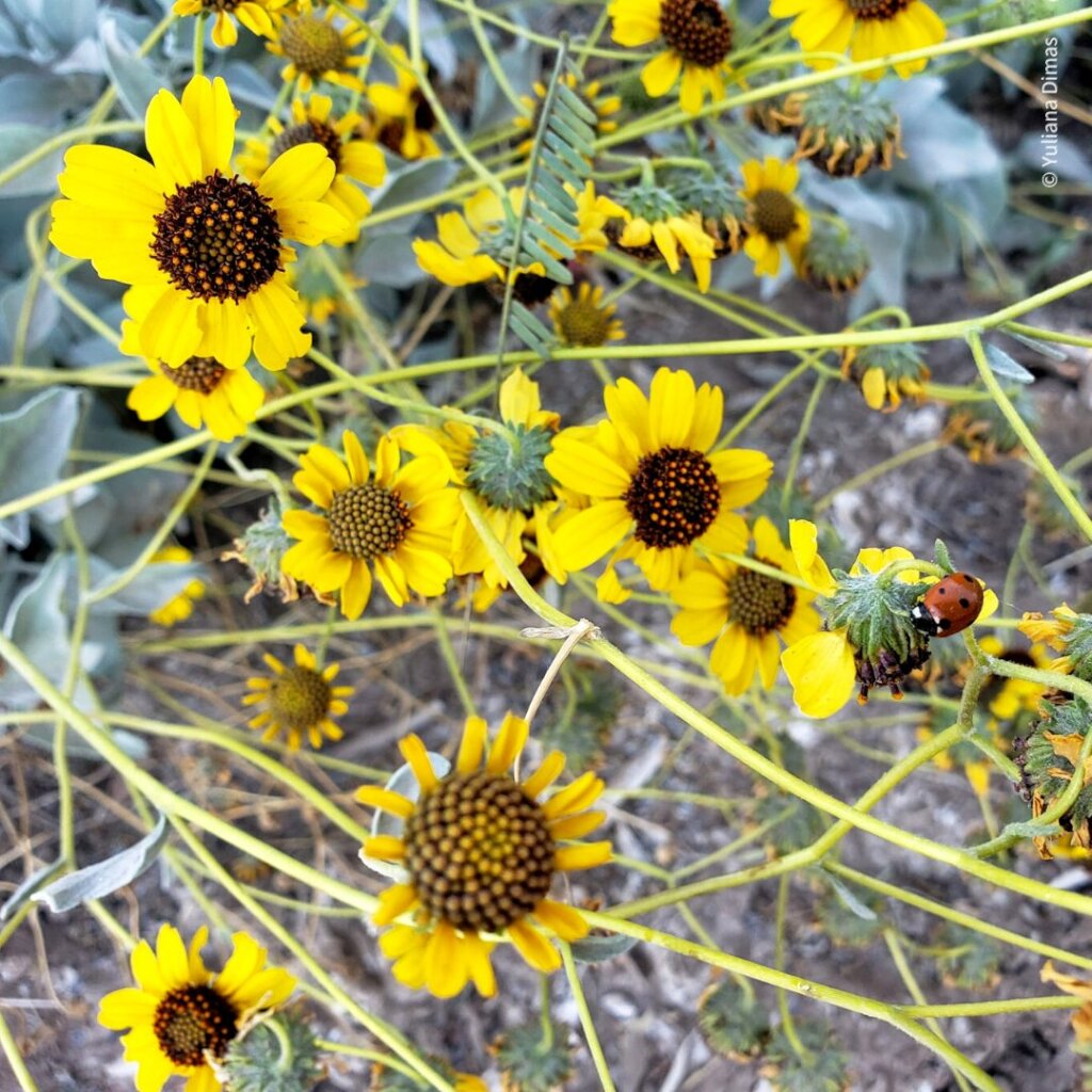 Let's build a pollinator garden at Miguel Aleman