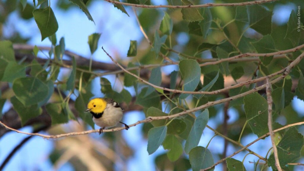 Let's build a pollinator garden at Miguel Aleman