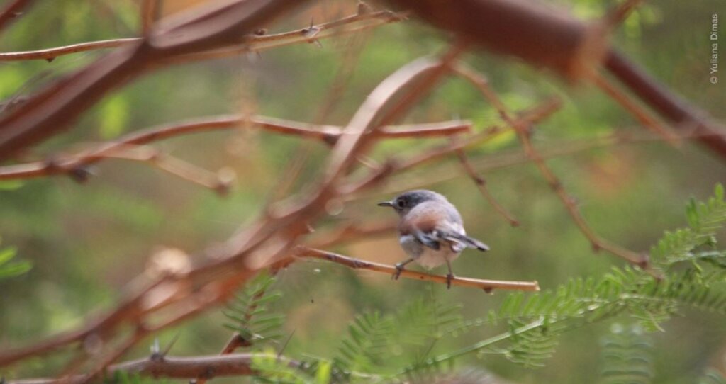 Let's build a pollinator garden at Miguel Aleman