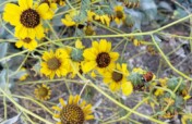 Let's build a pollinator garden at Miguel Aleman