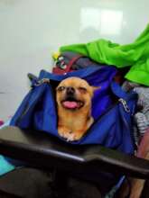 Arti's beloved dog tired after a long journey
