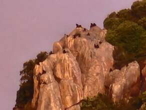 Baboons seek refuge in the rocky outcrops
