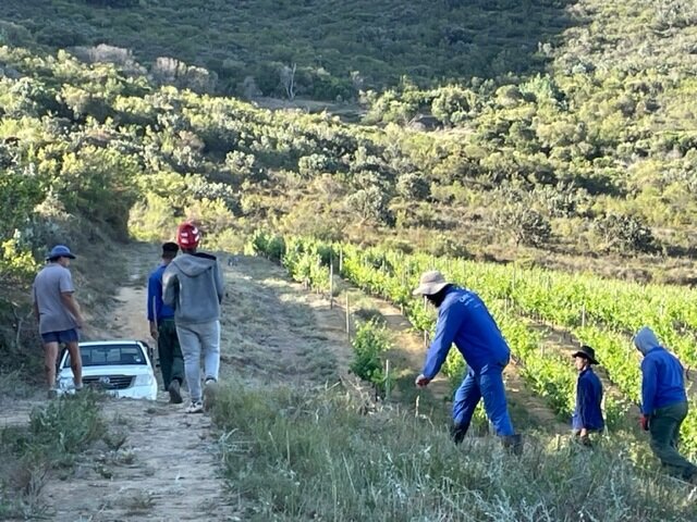 Cleared firebreak with long grasses in foreground,