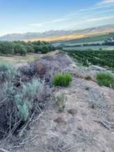Cleared vegetation neatly stacked in  firebreak