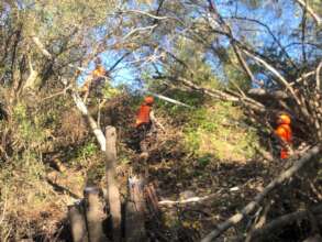 Felling poplar with ropes to minimise damage