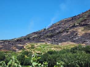 Firebreaks held up well
