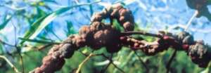 Gall Rust Fungus up close