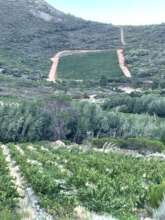Good, wide firebreak right around vineyard