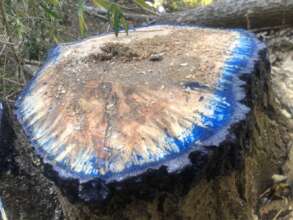 Herbicide application to cut stump