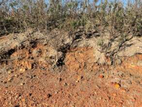 Wind&water erosion of even the most compacted clay