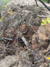 Buried pipes exposed, with tree roots now in air!!
