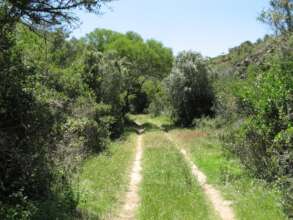 Ideal farm road with excellent ground cover