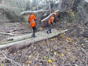 Men in good PPE carry the logs out of the stream