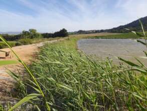Beautiful reeds prevent erosion of dam wall