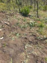 ..and more bare soil once aliens are "hand-pulled"