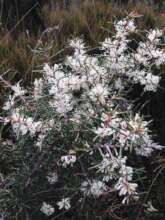 Silky Hakea Spp