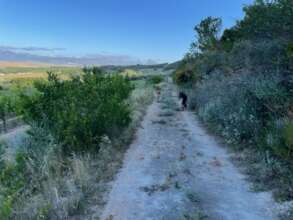 Tall vegetation between vineyards and mountain