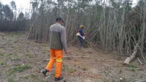 Trees of smaller diameter thinned by brushcutting!