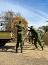 Offloading hay to feed the northern white rhinos
