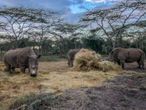 Northern White Rhinos