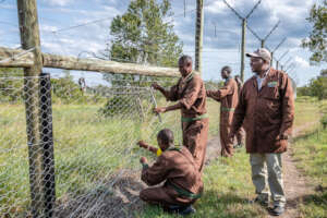 Repairing the fence