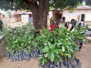 Distribution of saplings