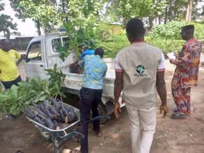 moving seedlings from nursery to site
