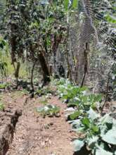 Orchard