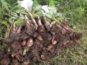 Banana Seedlings
