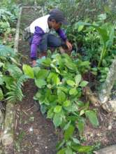Seedlings Transporation