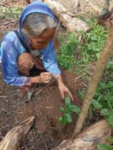 Planting