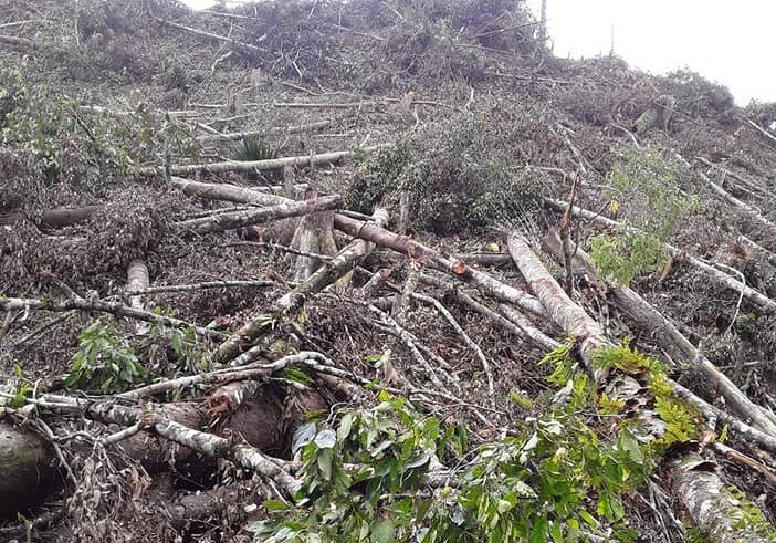 Save the Sacred Forest and Build Tribal Economy