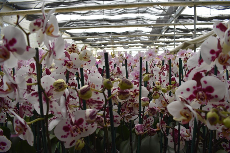 Vocational guidance for rural youth in Mexico