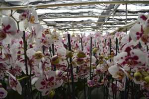 Excursion to the plant nursery Xochipilli