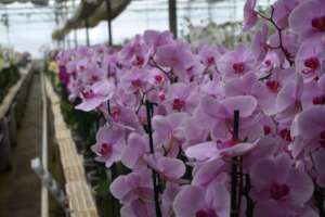 Excursion to the plant nursery Xochipilli