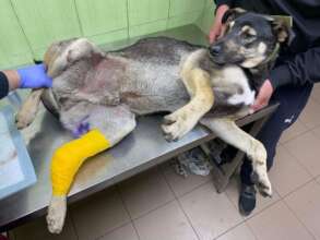 Dog injured Ukraine