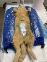 Cats sterilized in Korosten