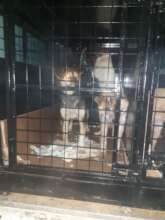 10 more dogs safely arrived from Ukraine at ROLDA