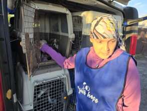 We saved dogs, cats and goats in Kharkiv